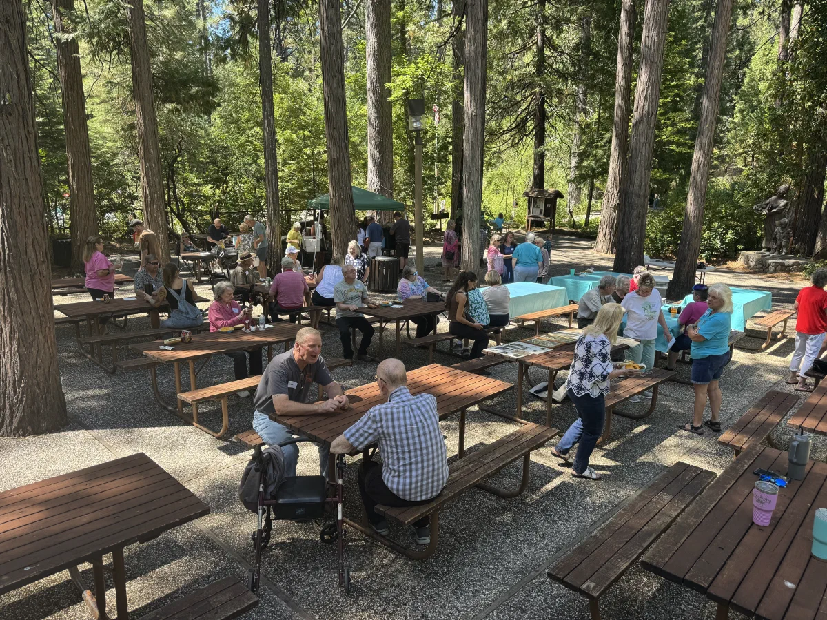 Picnic tables under the pines at Merlo Park
